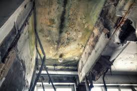 Best Basement Mold Removal  in Genoa City, WI